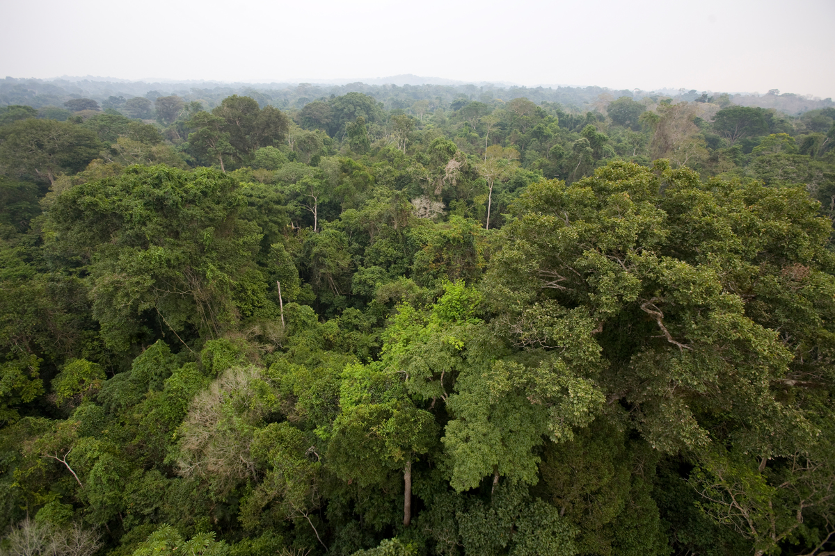 Jogador: ajude a proteger a floresta em “Save Amazônia