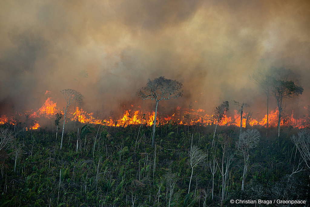 Incêndio de enormes proporções atingindo a floresta amazônica com muitas árvores queimando