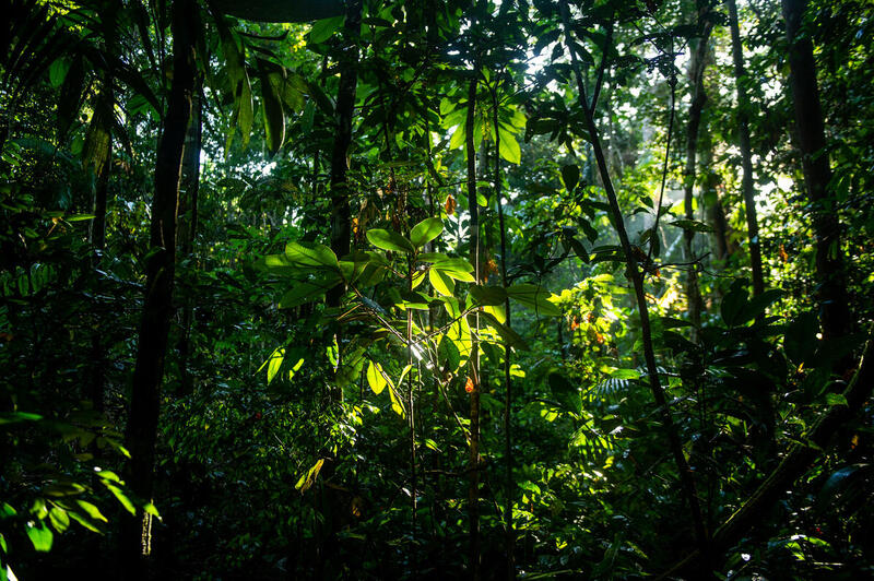Como o Cacique Geral Brás está trabalhando para proteger a Amazônia