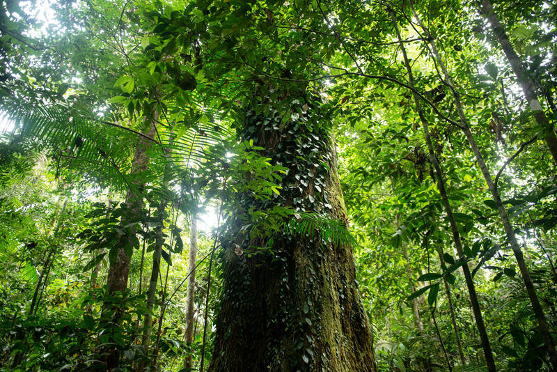 Como salvar a Amazônia?