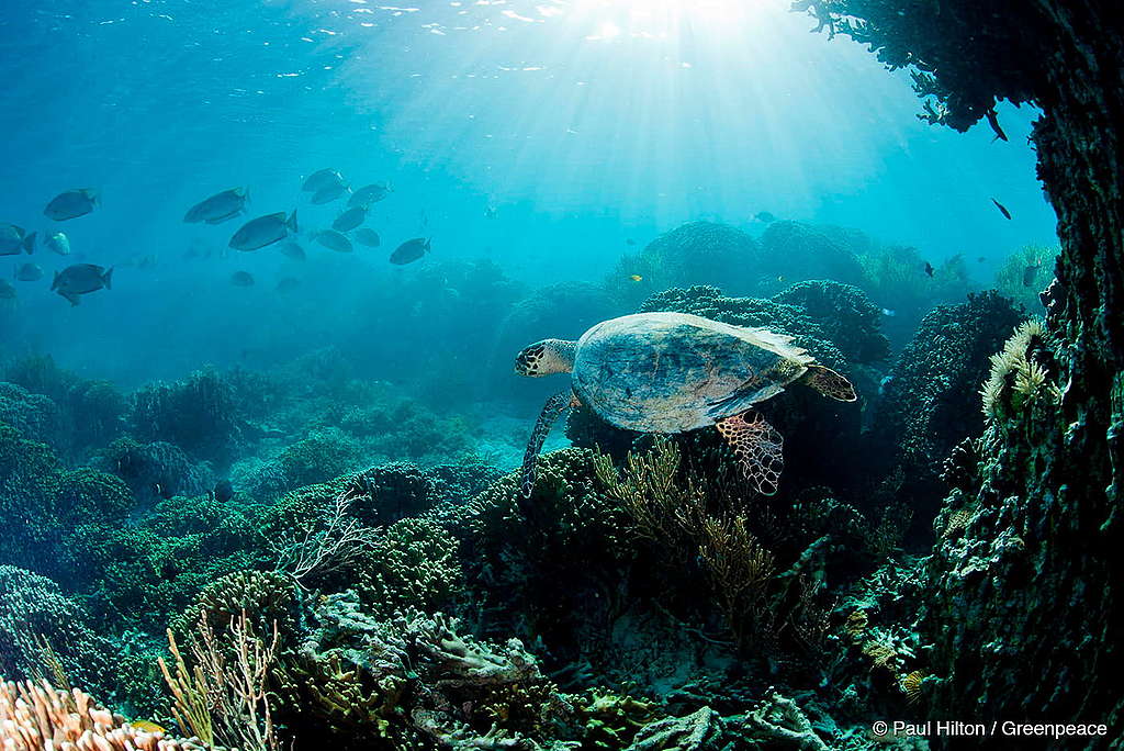 Foto de uma tartarugas nadando em um recife de corais no oceano. 