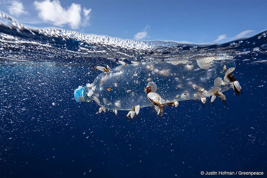 Foto de uma garrafa plástica no oceano. A garrafa está no mar há tanto tempo que está começando a formar vidas marítimas grudadas nela.