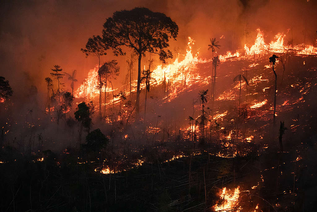 imagem com árvores pegando fogo, tons escuros de fumaça
