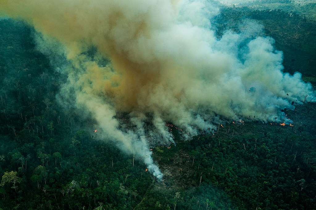 Em outubro de 2022, os maiores números de focos foram registrados no estado do Pará. 