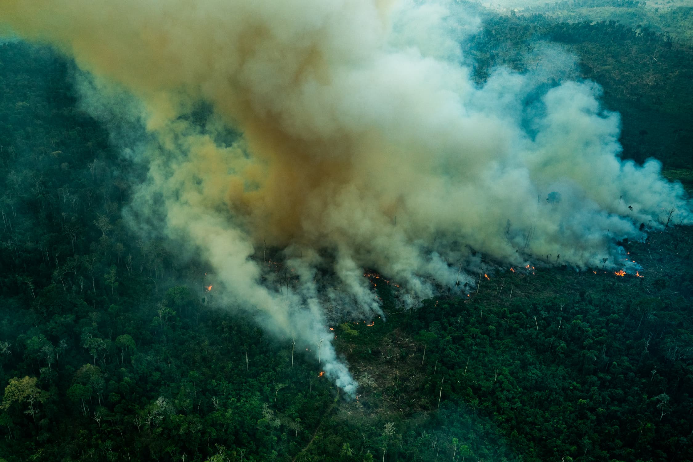 Em outubro de 2022, os maiores números de focos foram registrados no estado do Pará.