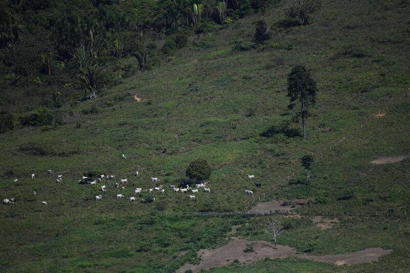 Foto aérea de bois brancos pastando em uma área desmatada na Amazônia