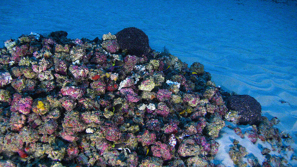 Imagem do fundo do mar retrata um recife de corais na foz do Rio Amazonas
