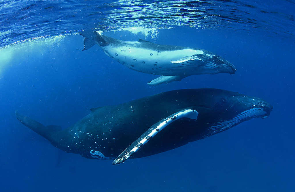 Duas baleias nadando no Oceano Pacífico Duas baleias nadando no Oceano Pacífico