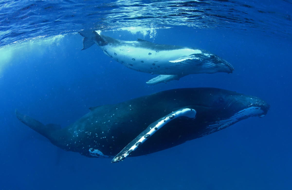 Duas baleias nadando no Oceano Pacífico