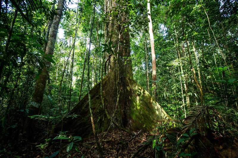 Desmatamento da Amazônia tem queda de 22% em 2023 - Greenpeace Brasil