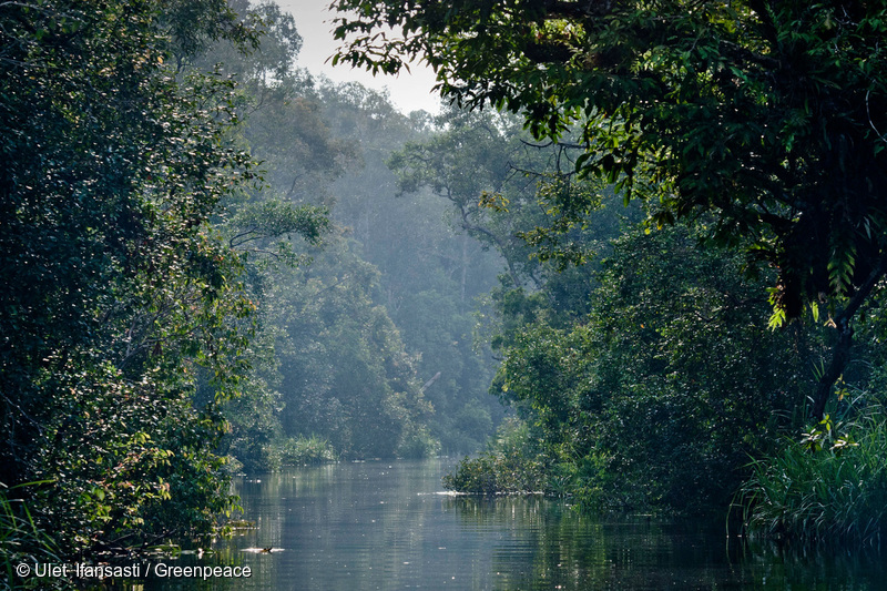 Cúpula das Três Bacias: passo importante para proteger florestas tropicais, mas faltou ação