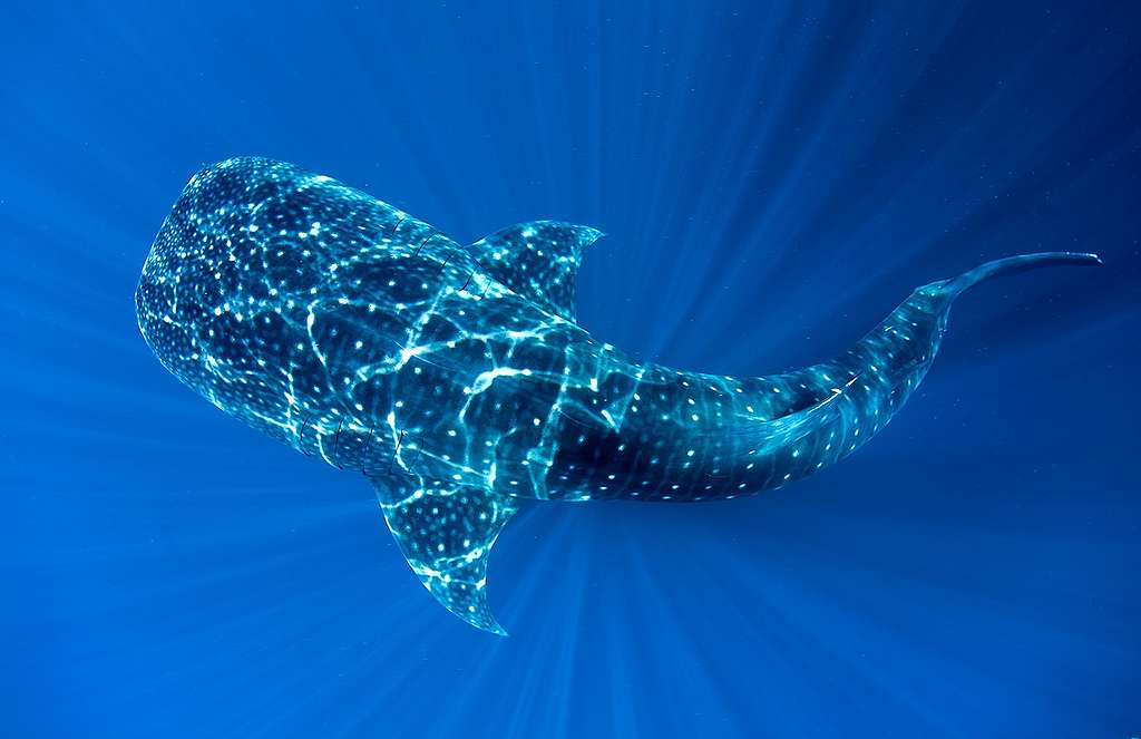 Imagem de Tubarão-baleia no fundo do mar na Indonésia