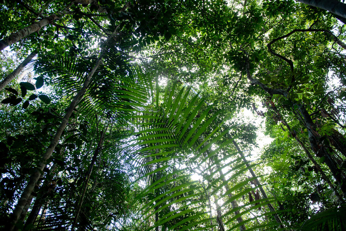 Floresta próxima ao Rio Manicoré, no sul do Amazonas, na Amazônia. Na imagem, é possível ver o topo das árvores contra a luz do sol.