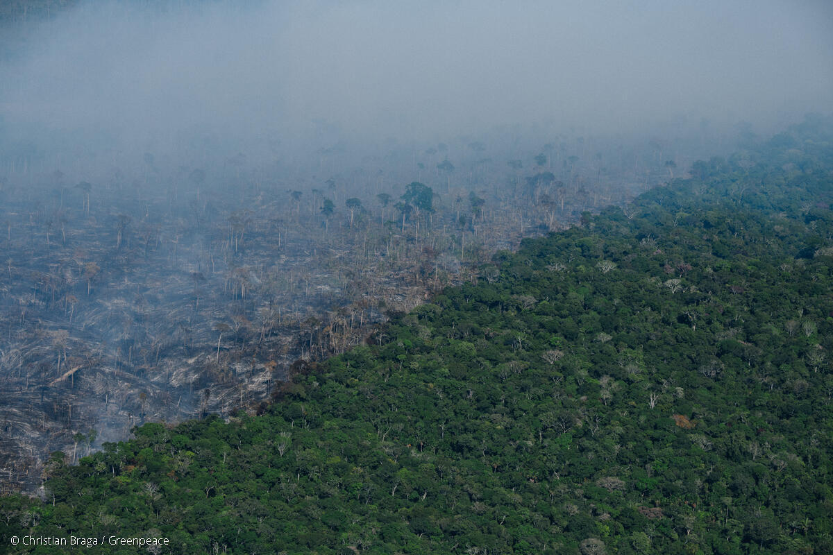 Alertas de desmatamento chega a 322 Km² na Amazônia e bate novo recorde; governo deve encontrar novas soluções