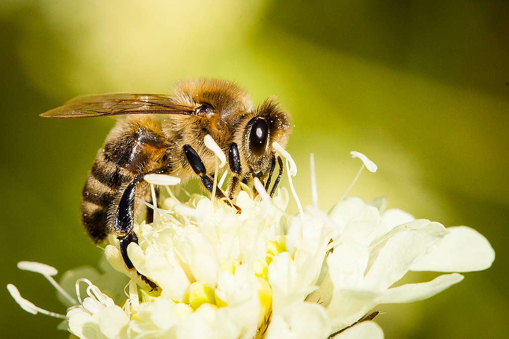 Bees on Blossoms in Germany. © Axel Kirchhof / Greenpeace