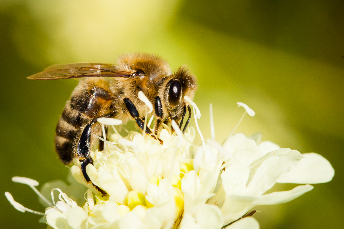 Sem polinização, sem futuro: a importância de salvar as abelhas