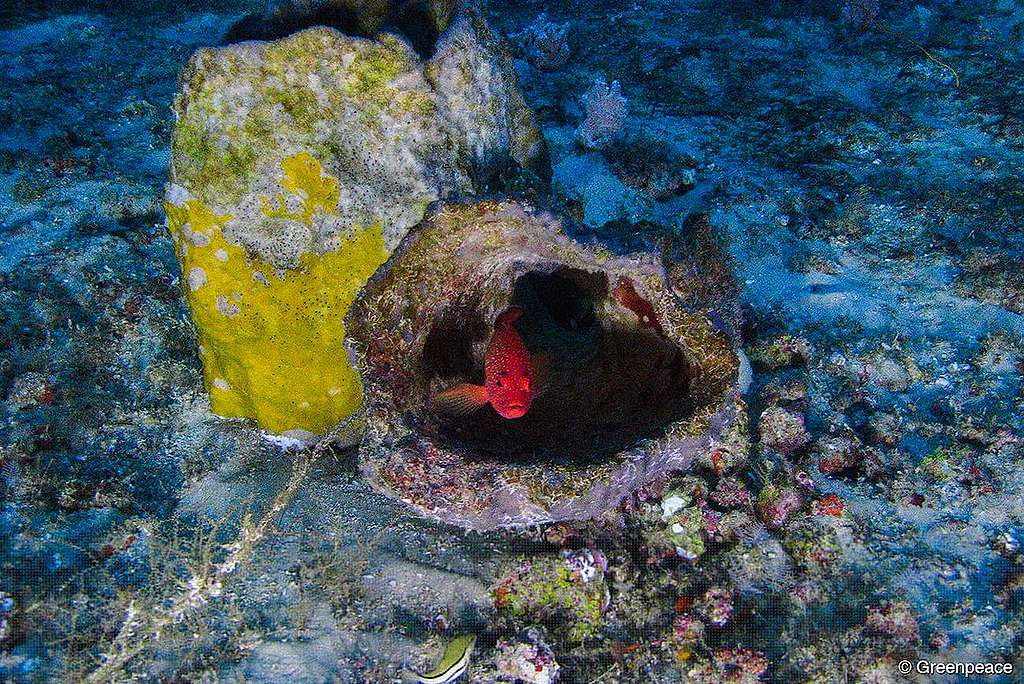Recife de corais coloridos no fundo do mar; na foto, há um peixe da cor vermelha nadando próximo aos recifes.