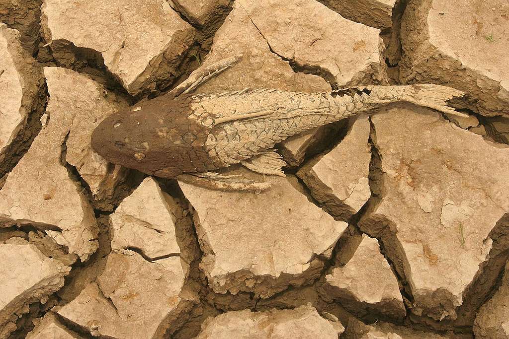 Foto de um peixe morto por conta de seca severa em rio na Amazônia. 