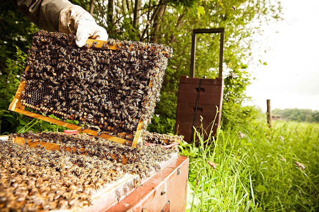 Honeycomb Frames in Germany. © Fred Dott / Greenpeace