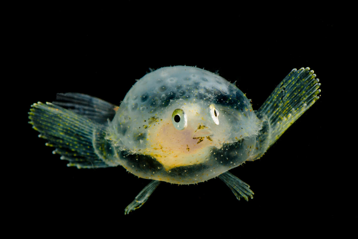 Peixe transparente em formato arredondado, na escuridão do fundo do mar; espécie conhecida como "Pancake Bathfish"