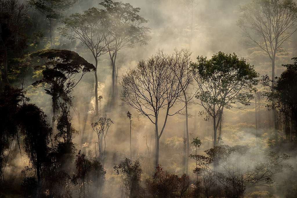 Monitoramento de Desmatamento e Queimadas na Amazônia