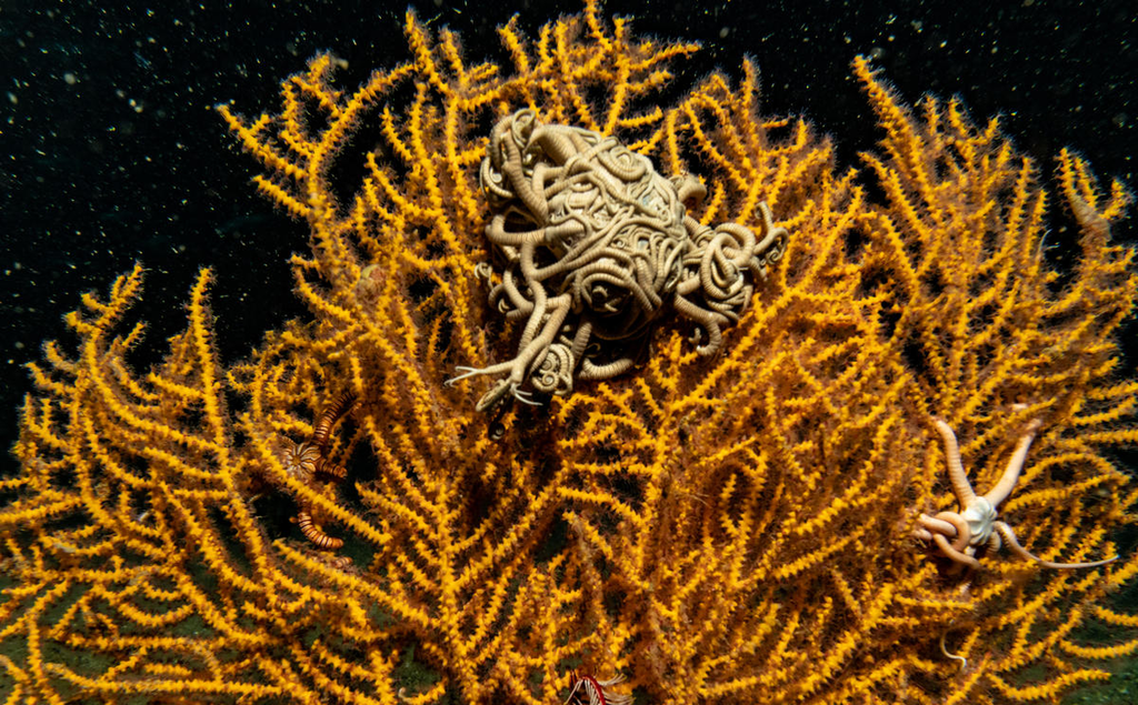 Imagem de corais no fundo oceano; eles apresentam a cor amarela e se entrelaçam formando um grande conjunto de corais