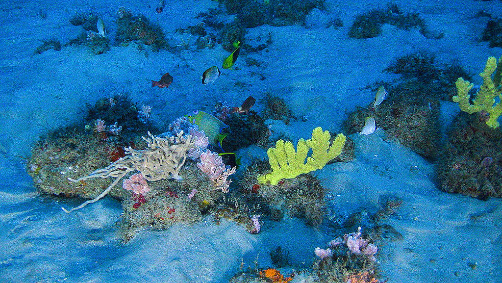 Foto de sistema recifal no fundo do mar, com corais coloridos e predominância da cor azul