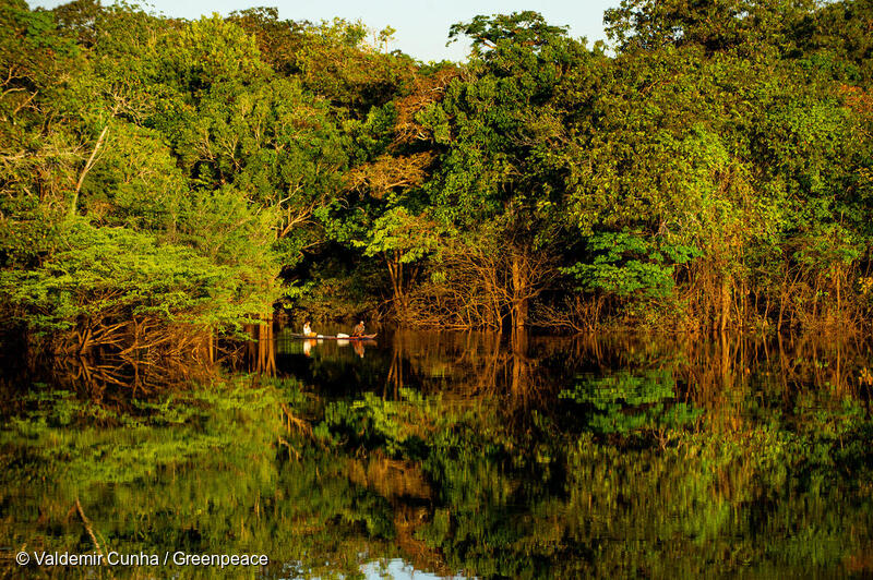 Minecraft – Save Amazônia - Greenpeace Brasil