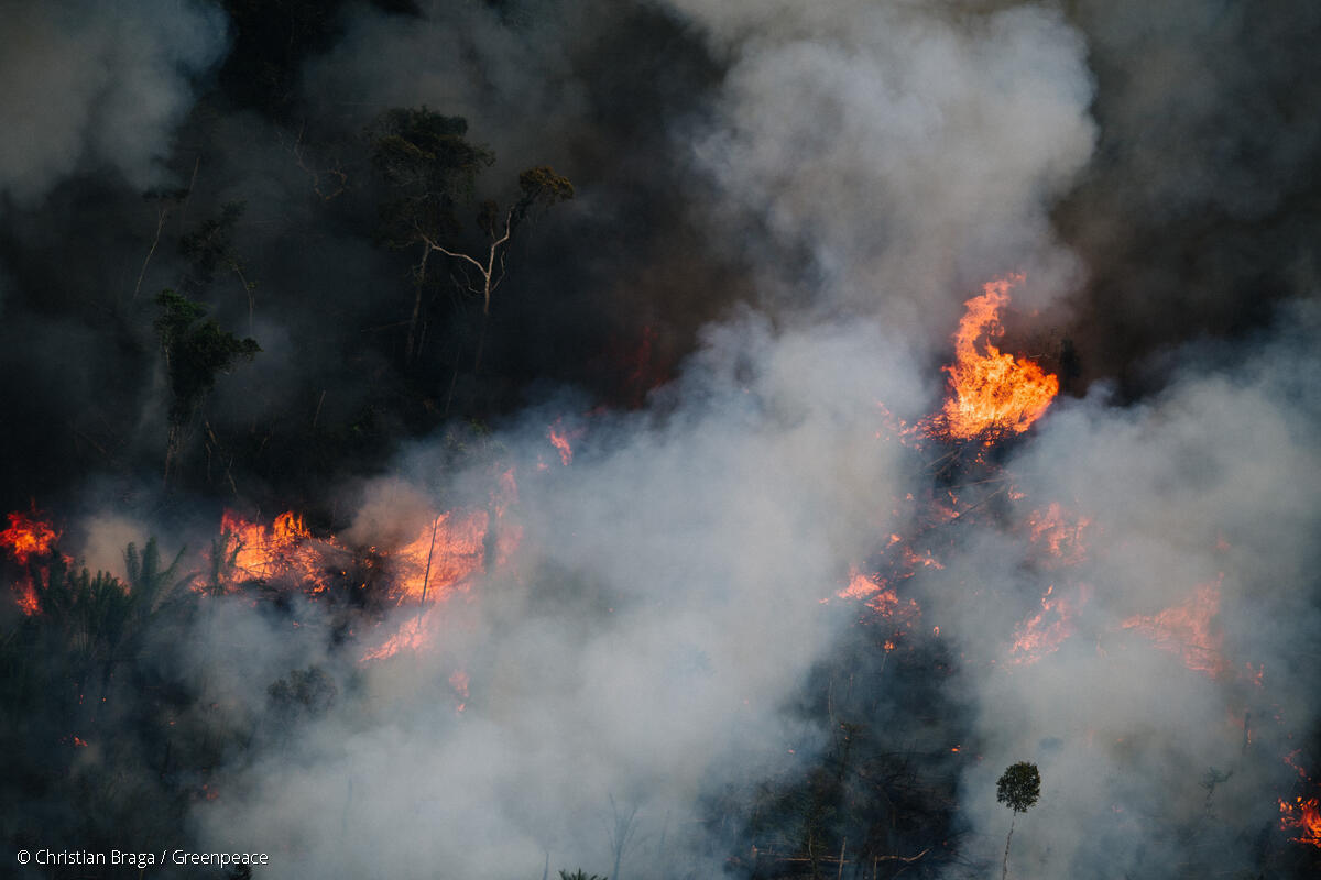 Desmatamento da Amazônia tem queda de 22% em 2023 - Greenpeace Brasil