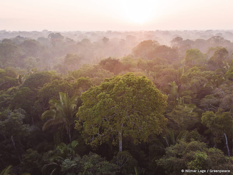 Foto da floresta amazônica em um dia ensolarado