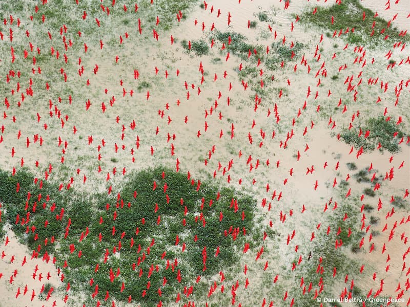 Fotografia de uma revoada de guará-vermelho ocupando a paisagem