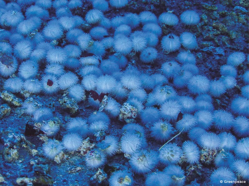 Imagens de rodolitos no fundo do mar, compondo um coral de recifes. As cores azul e branca são predominantes na imagem.