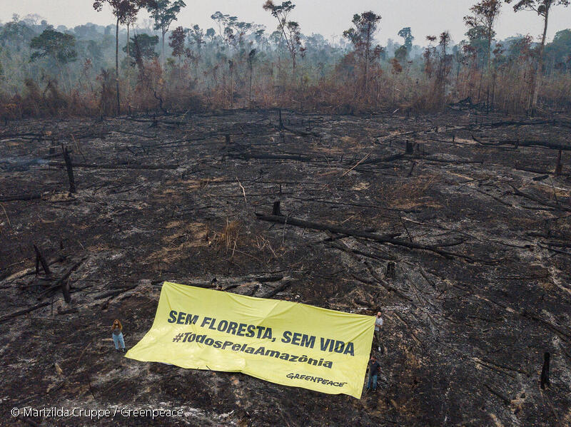 Minecraft – Save Amazônia - Greenpeace Brasil