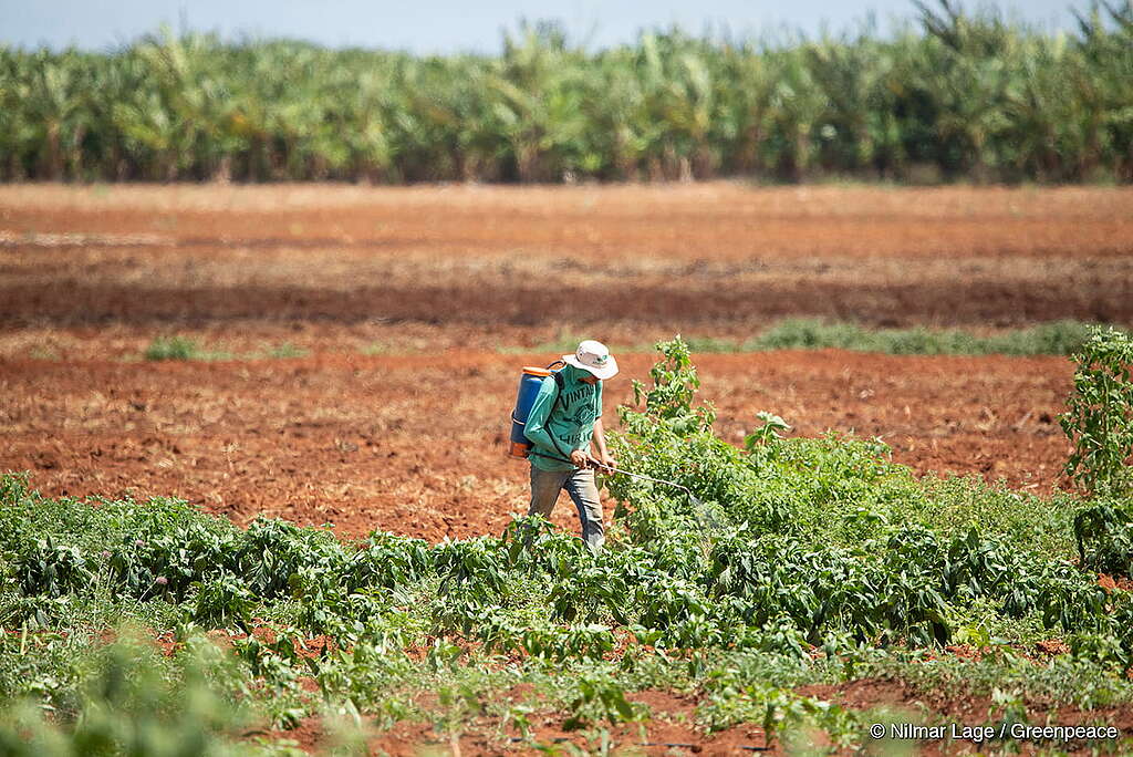Em plano médio, mostra-se um trabalhador rural aplicando agrotóxicos em fazenda do agronegócio.