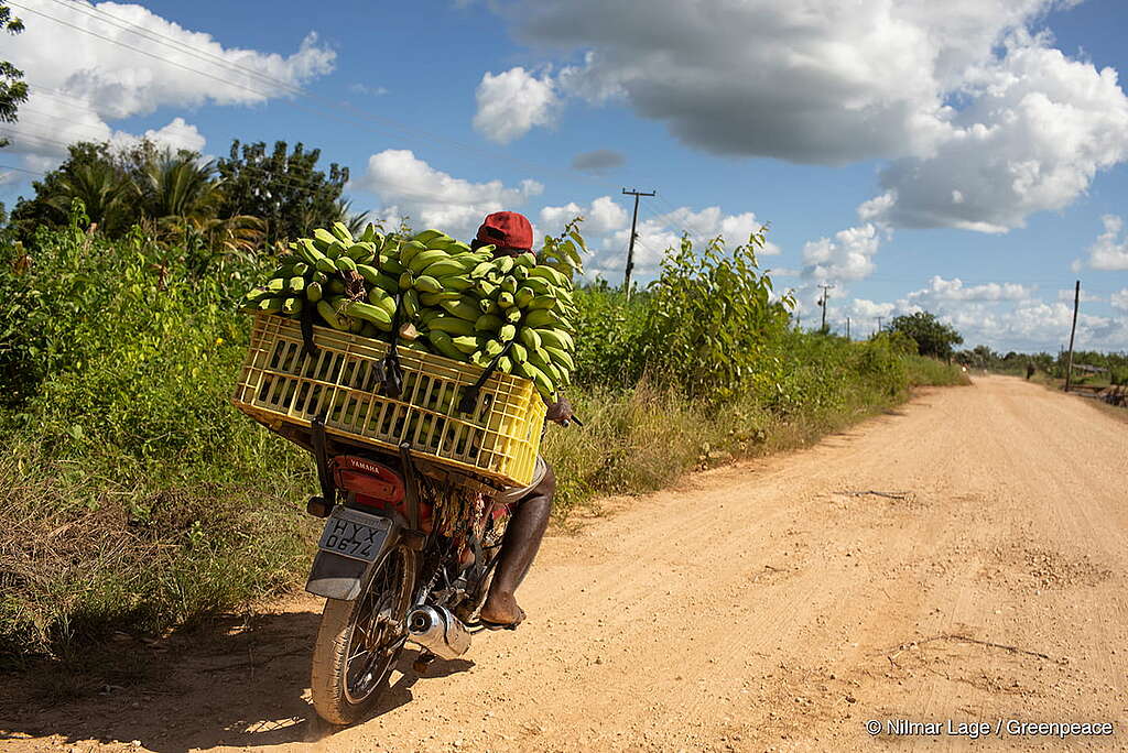 Em plano médio, a imagem mostra um homem em uma plantação de banana, pilotando uma moto, com uma cesta cheia de cachos de banana.