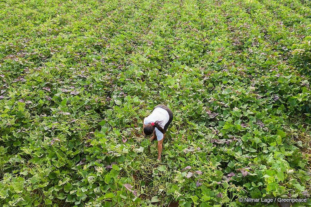 Em plano aberto, numa vista aérea, mostra-se uma mulher colhendo em uma plantação.