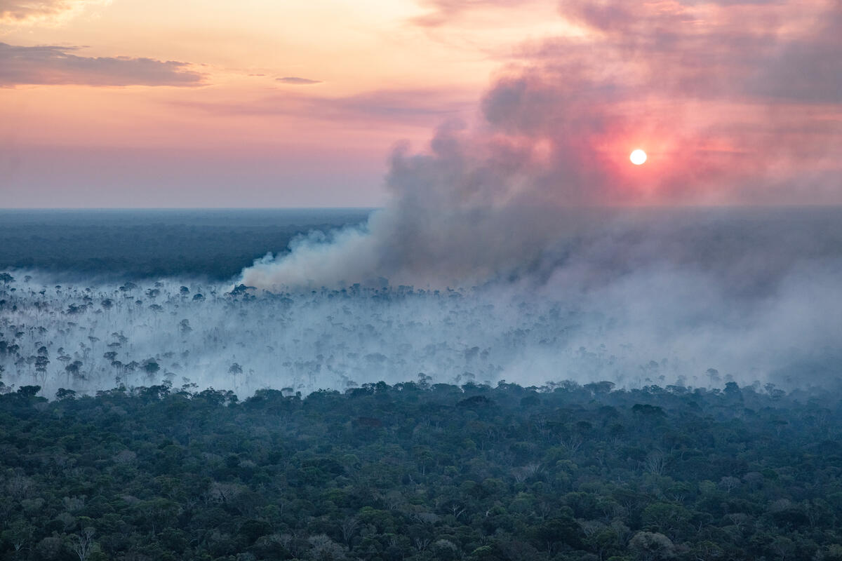 Desmatamento da Amazônia tem queda de 22% em 2023 - Greenpeace Brasil