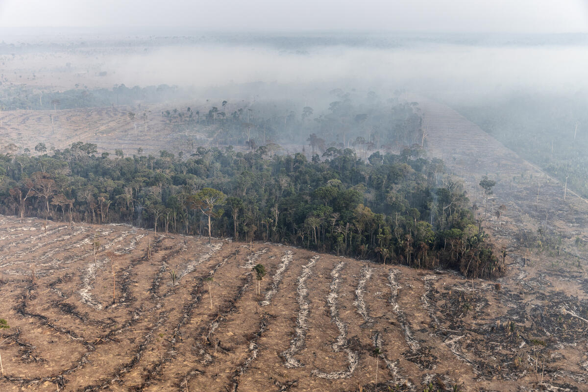 Desmatamento da Amazônia tem queda de 22% em 2023 - Greenpeace Brasil