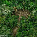 Desmatamento na Terra Indígena Karipuna (RO) | Foto: © Christian Braga / Greenpeace