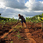 Greenpeace Brazil and Greenpeace Germany carried out an expedition to Chapada do Apodi, in the Jaguaribe Valley, Ceará, Brazil to portray the impacts of agribusiness and highlight the struggle of the local population. The region gave rise to the "Zé Maria do Tomé" law, the first in the country to prohibit the aerial spraying of pesticides ("poison rain") and which bears the name of an activist murdered in 2010 for defending family and agroecological agriculture.

Banana plantation at the Zé Maria do Tomé camp, in Chapada do Apodi (CE), municipality of Limoeiro do Norte.
O Greenpeace Brasil e o Greenpeace Alemanha realizaram uma expedição na Chapada do Apodi, no Vale do Jaguaribe, Ceará, Brasil para retratar os impactos do agronegócio e destacar a luta da população local. A região deu origem à lei "Zé Maria do Tomé", a primeira no país a proibir a pulverização aérea de agrotóxicos ("chuva de veneno") e que leva o nome de um ativista assassinado em 2010 por defender a agricultura familiar e agroecológica.

Plantação de banana do acampamento Zé Maria do Tomé, na Chapada do Apodi (CE), município de Limoeiro do Norte.