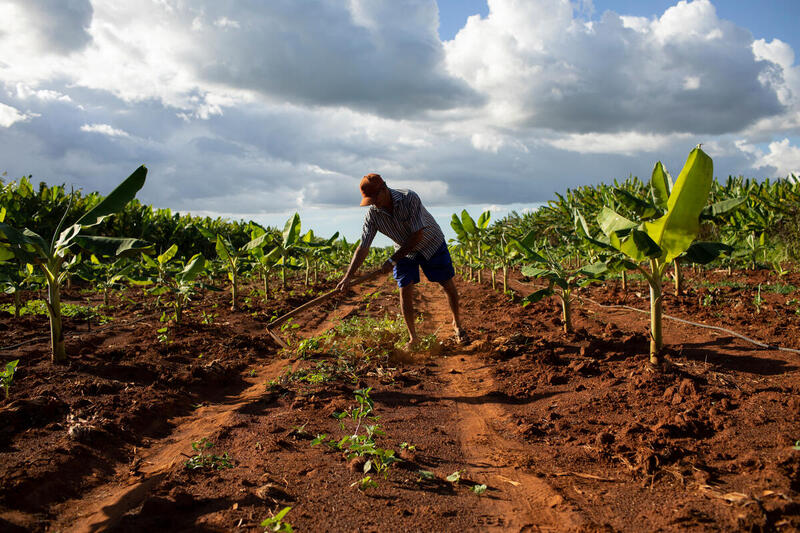 Finalmente, uma declaração da COP sobre alimentação e agricultura