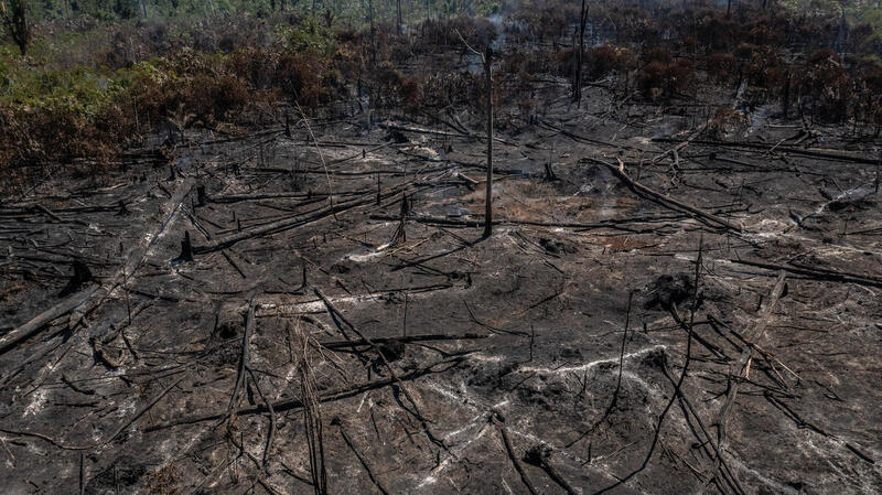 Desmatamento 2023: queda na Amazônia e alta no Cerrado escancara descaso com o bioma
