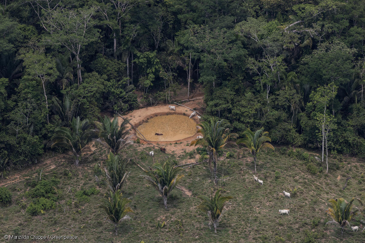 Bancos nacionais e internacionais destinaram R$ 43 milhões em crédito rural, entre 2018 e 2023, a 15 imóveis rurais envolvidos com diversas irregularidades na Amazônia