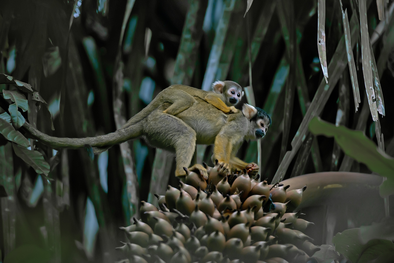 Animais em extinção na Amazônia