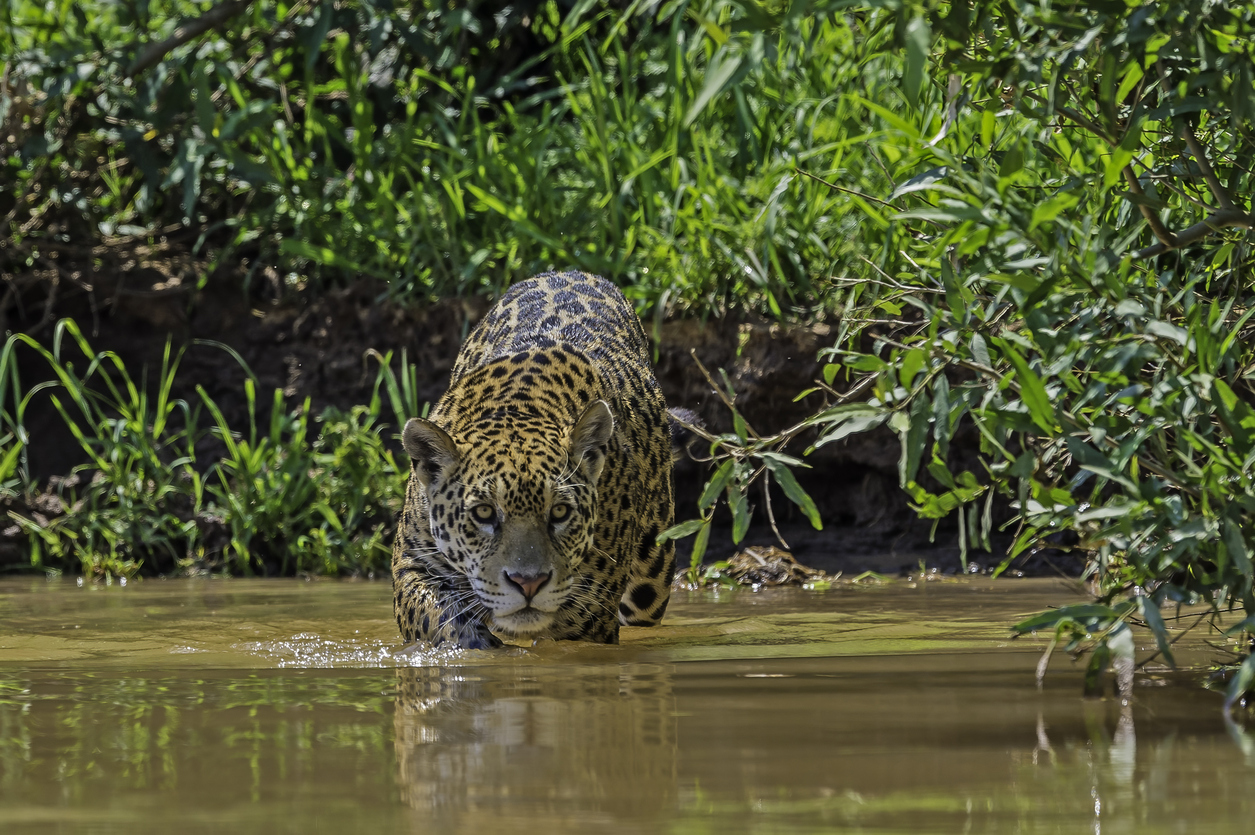 Jaguar (Panthera onca)