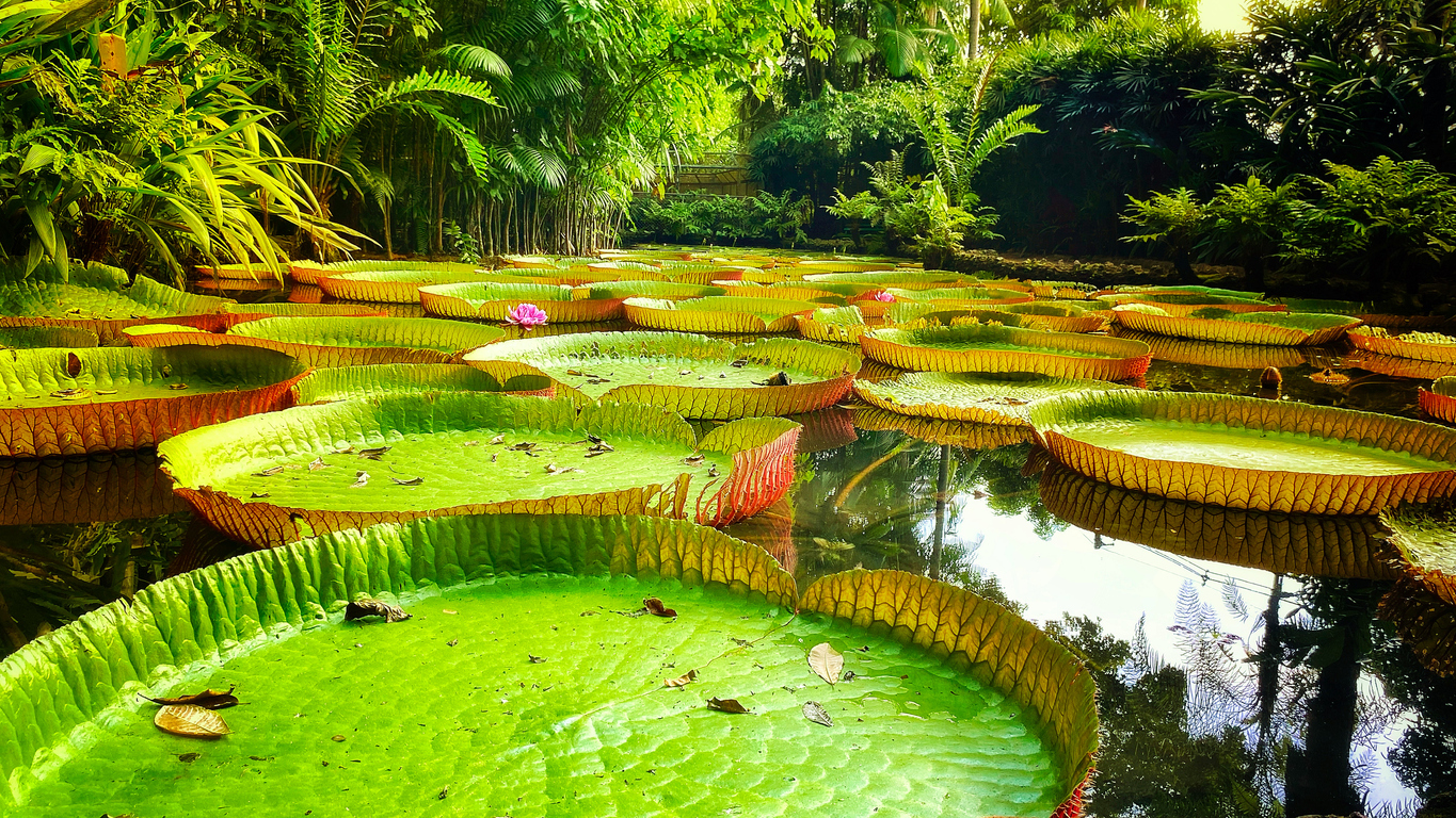 Amazônia