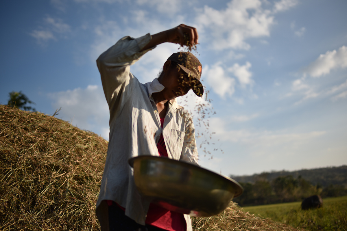 Vai faltar arroz? Crise climática e impacto nos alimentos