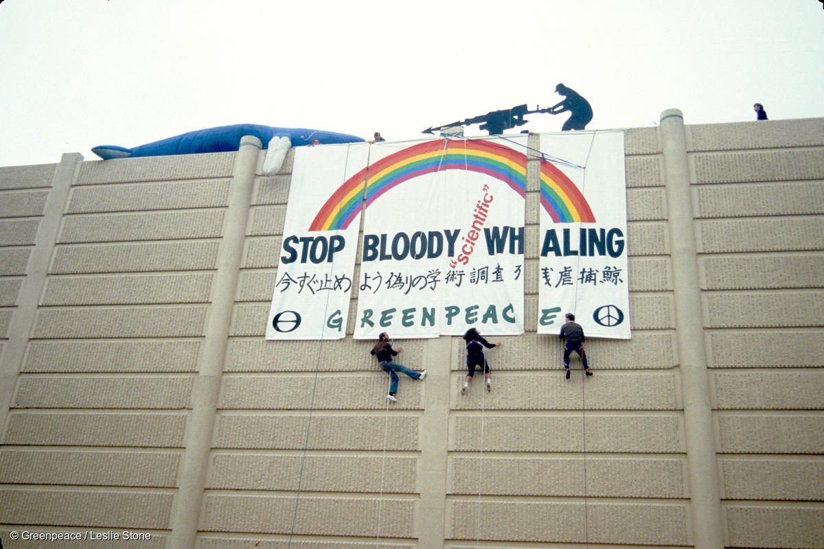 Quatro alpinistas do Greenpeace fazem rapel na frente do hotel Sheraton em Auckland, onde acontecia uma reunião da IWC.