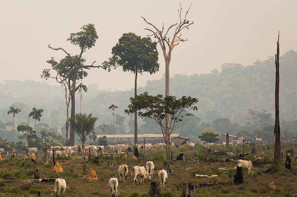 Foto de área desmatada na Amazônia e gado no meio. Foto de área desmatada na Amazônia e gado no meio. © Bruno Kelly / Greenpeace