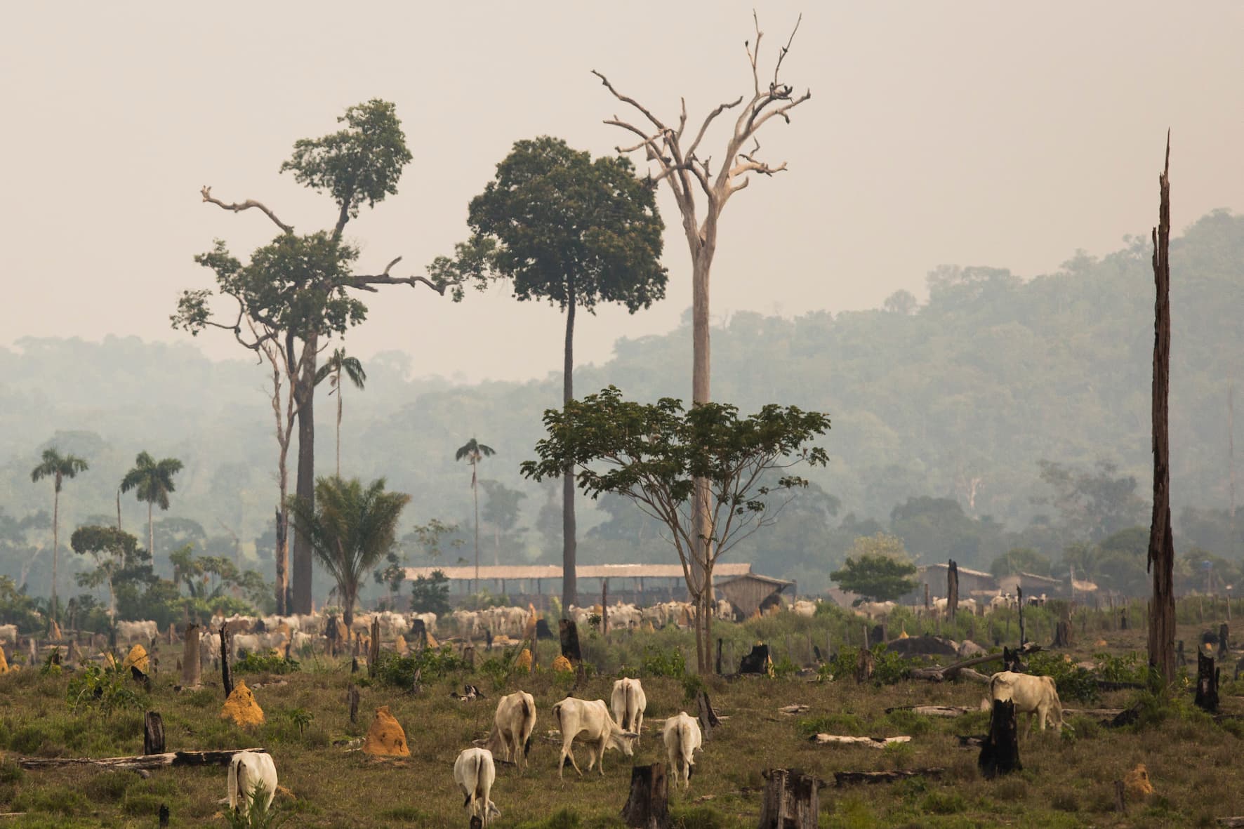 Melhorias na atuação de frigoríficos na Amazônia não sanam falhas no controle do desmatamento